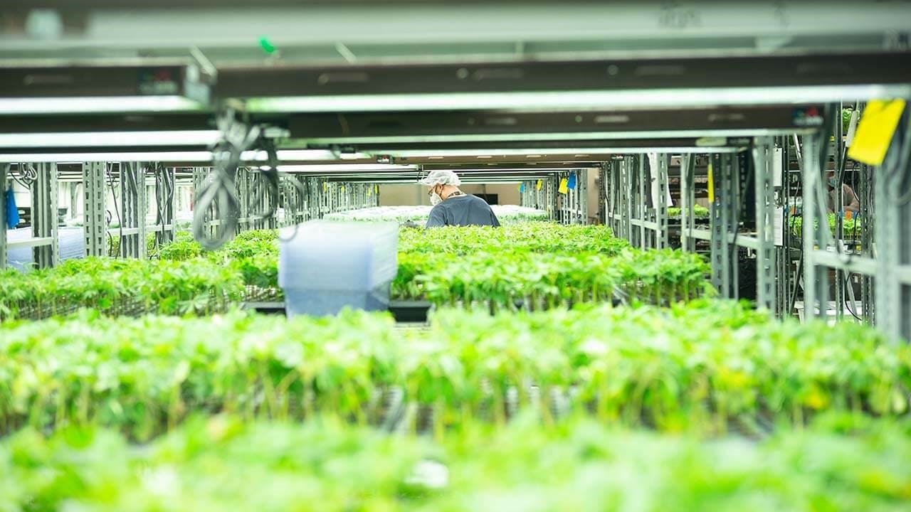 Plant Scientist Unifies Cannabis Breeding Practices for Multistate Operator
