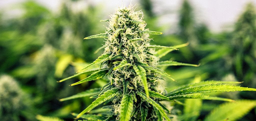 Cannabis Co Curaleaf Expands In Colorado Via Los Sueños Farms Acquisition