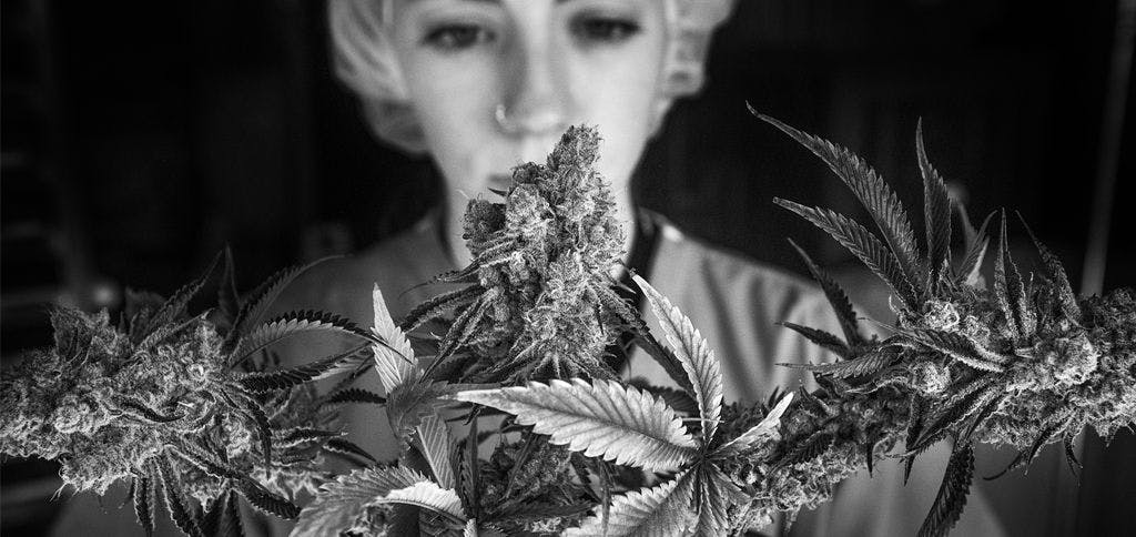 curaleaf staff member looking at cannabis flower