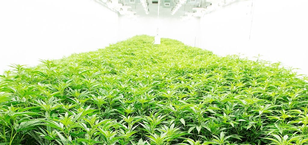 cannabis grow center