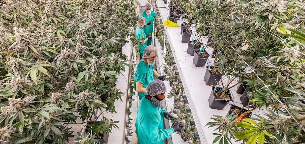 cannabis grow center