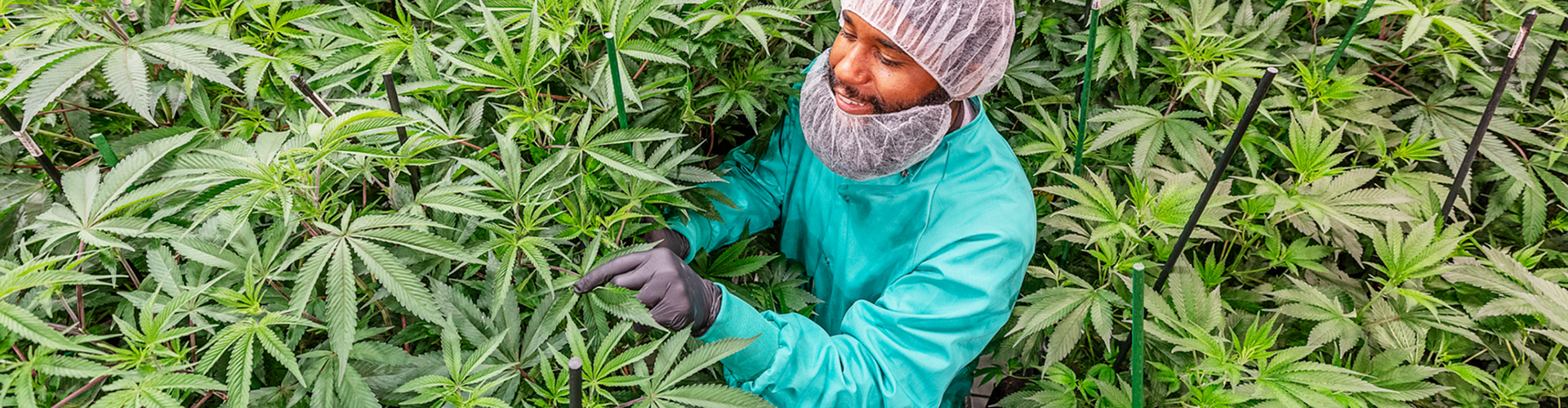 Individual Curaleaf employee, pointing at the lovely cannabis plant with great pride.