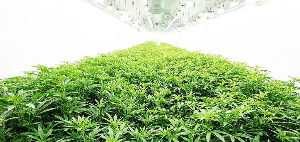 JustinCredible Cultivation is expanding thanks in part to some help from Curaleaf